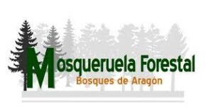 Mosqueruela-Forestal-8
